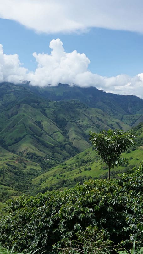 Plantations de café au coeur des montagnes