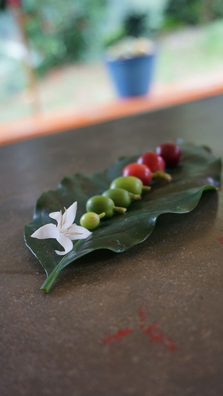 De la fleur au grain de café