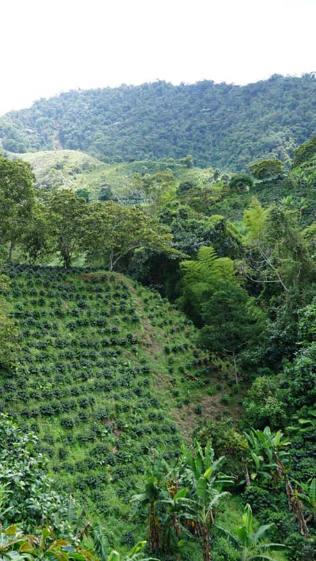 Paysages de la plantation de café