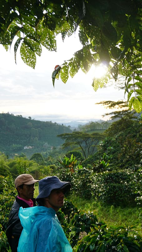 Production de café