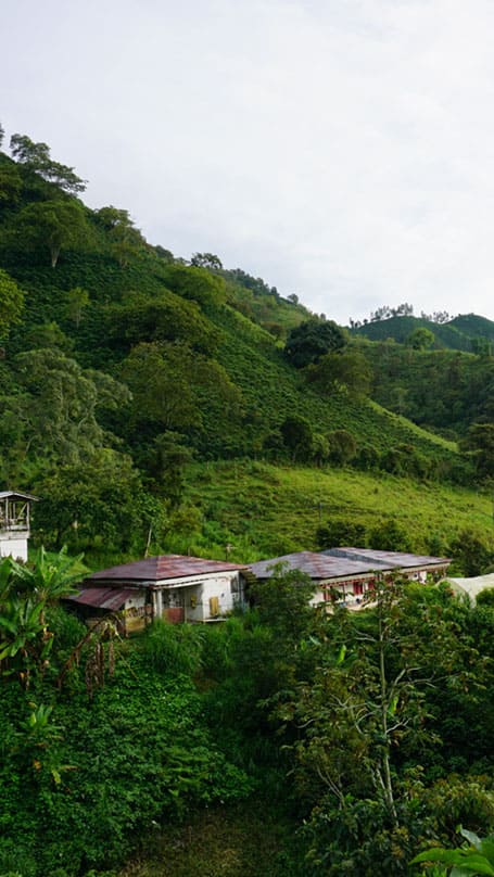 Vue sur une plantation de café